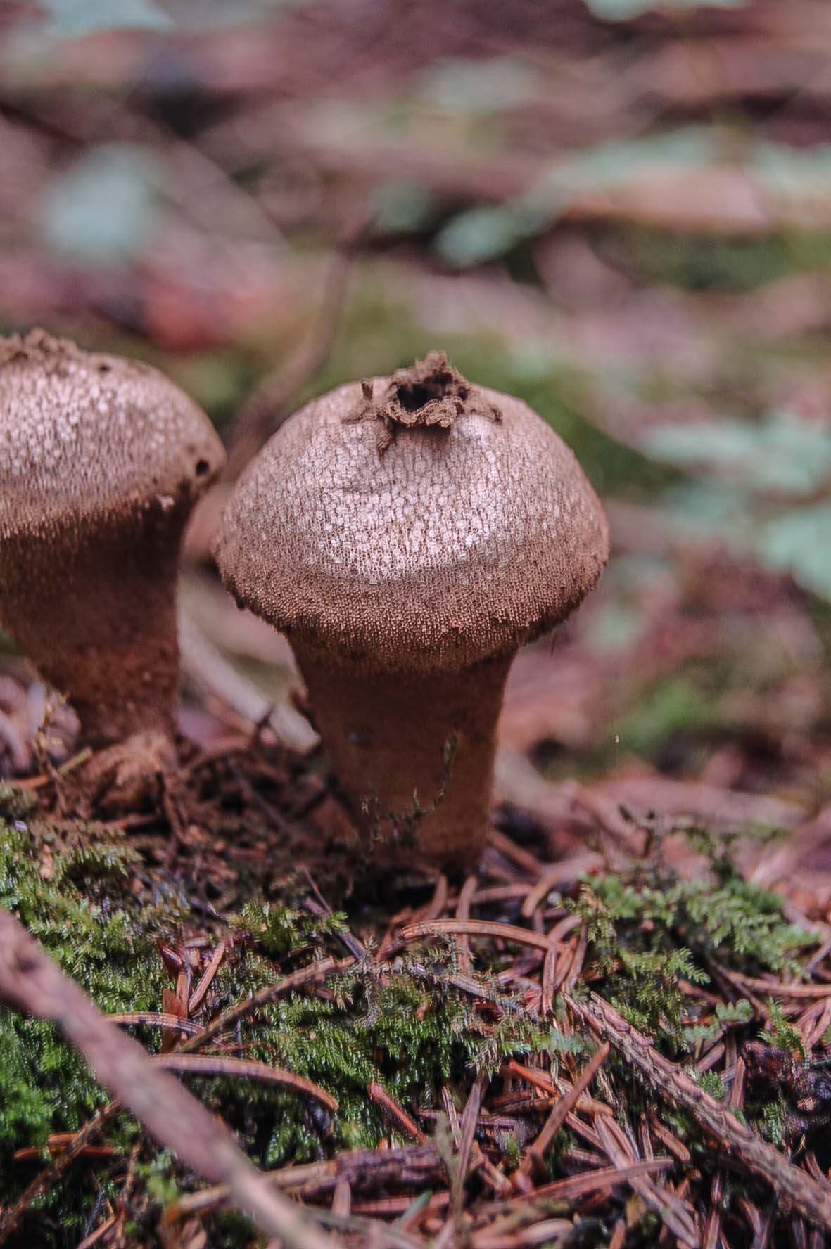 Stuifzwam, maar welke?